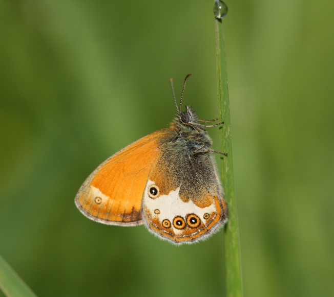 Coenonympha. arcania